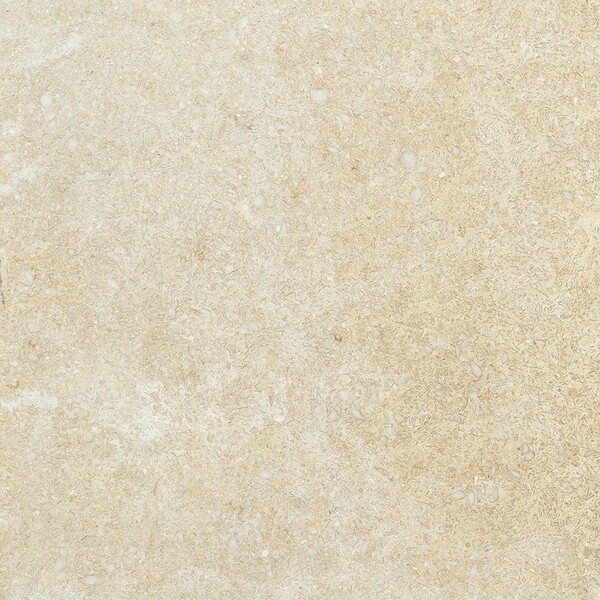Seashell Honed Limestone Tile 12×12 Image