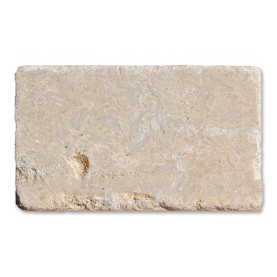Seashell Tumbled Limestone Tile 3x6
