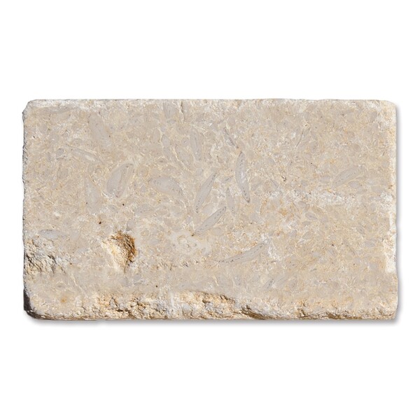 Seashell Tumbled Limestone Tile 3×6 Image